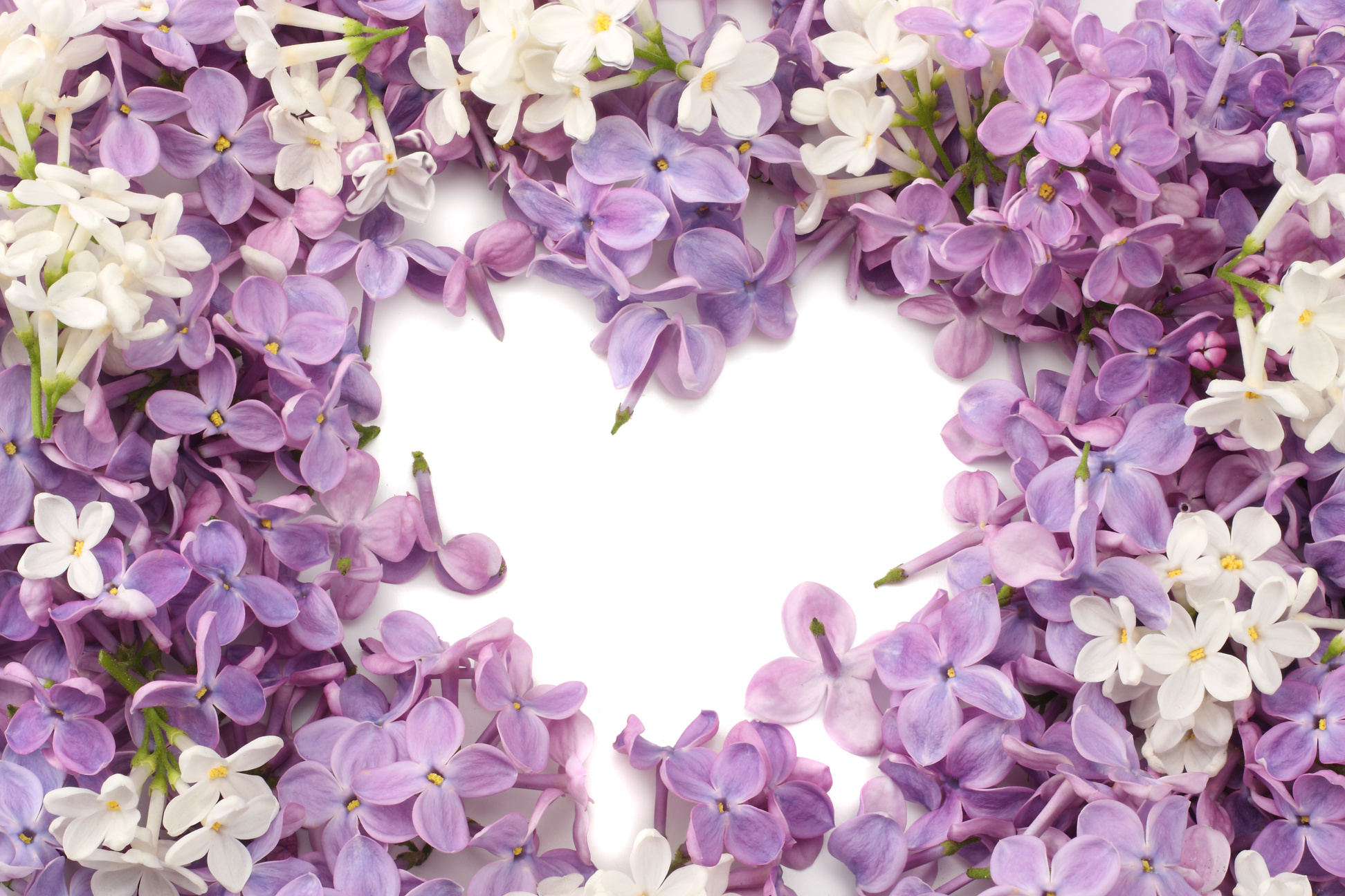 lilac flower background. lilac texture. top view